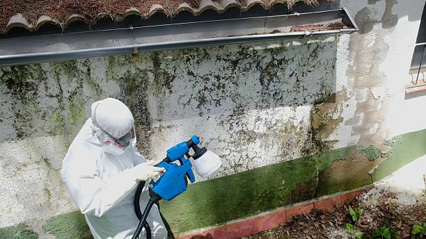 Top rated local Mold Remediation specialists in Saint Thomas, PA